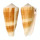 CONIDAE CONUS MAGUS RAPHANUS shell