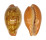 CYPRAEIDAE ZONARIA PYRUM shell
