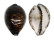 CYPRAEIDAE CYPRAEA TIGRIS shell
