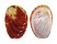 HALIOTIDAE HALIOTIS DOHRNIANA shell