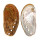 HALIOTIDAE HALIOTIS ASININA shell