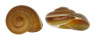 LANDSNAIL RYSSOTA MULLERI shell