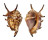 STROMBIDAE LAMBIS LAMBIS shell