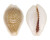 CYPRAEIDAE EROSARIA MILIARIS BONFANTINII shell