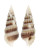 CERITHIIDAE CERITHIUM TENUIFILOSUM shell