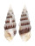 CERITHIIDAE CERITHIUM TENUIFILOSUM shell