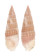 CERITHIIDAE CERITHIUM TENUIFILOSUM shell