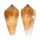 CONIDAE CONUS CONSORS shell