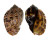 HARPIDAE HARPA MAJOR KAWAMURAI shell