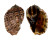 HARPIDAE HARPA MAJOR KAWAMURAI shell