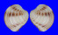 VENERIDAE PLACAMEN TIARA shell