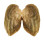 FRESHWATER SCABIES CHINENSIS shell
