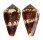 CONIDAE CONUS BOETICUS RUPPELLII shell