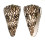 CONIDAE CONUS BANDANUS shell