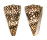 CONIDAE CONUS BANDANUS shell