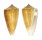 CONIDAE CONUS SULCATUS shell