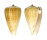CONIDAE CONUS SULCATUS shell