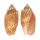 VOLUTIDAE CYMBIOLA VESPERTILIO shell