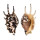 STROMBIDAE LAMBIS LAMBIS shell