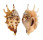 STROMBIDAE LAMBIS LAMBIS shell