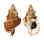 BURSIDAE TUTUFA TENUIGRANOSA shell