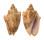 VOLUTIDAE CYMBIOLA VESPERTILIO shell