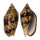 VOLUTIDAE CYMBIOLA VESPERTILIO shell