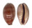 CYPRAEIDAE LYNCINA LEVIATHAN TITAN shell