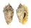 STROMBIDAE STROMBUS LENTIGINOSUS shell