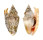 STROMBIDAE STROMBUS AURISDIANAE shell