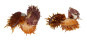 SPONDYLIDAE SPONDYLUS VARIEGATUS shell