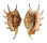 STROMBIDAE LAMBIS VERTRIESTI shell