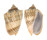 VOLUTIDAE CYMBIOLA VESPERTILIO shell