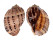 HARPIDAE HARPA ARTICULARIS shell