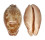 CYPRAEIDAE LEPOCYPRAEA MAPPA shell