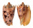 VOLUTIDAE CYMBIOLA IMPERIALIS shell