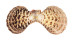 PECTINIDAE SEMIPALLIUM FLAVICANS shell