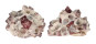 TROCHIDAE TROCHUS MACULATUS shell