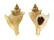 MURICIDAE OCENEBRA INORNATA shell