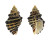MURICIDAE SEMIRICINULA KONKANENSIS shell