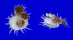 SPONDYLIDAE SPONDYLUS IMPERIALIS shell