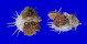 SPONDYLIDAE SPONDYLUS IMPERIALIS shell