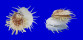 SPONDYLIDAE SPONDYLUS IMPERIALIS shell