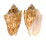 VOLUTIDAE CYMBIOLA VESPERTILIO shell