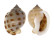 CASSIDAE PHALIUM BISULCATA BOOLEYI shell