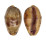 CYPRAEIDAE ERRONEA WALKERI WALKERI VIOLA shell