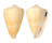 CONIDAE CONUS QUERCINUS shell