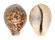 CYPRAEIDAE CYPRAEA TIGRIS shell
