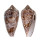 CONIDAE CONUS TEXTILE shell
