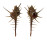 MURICIDAE MUREX TENUIROSTRUM shell